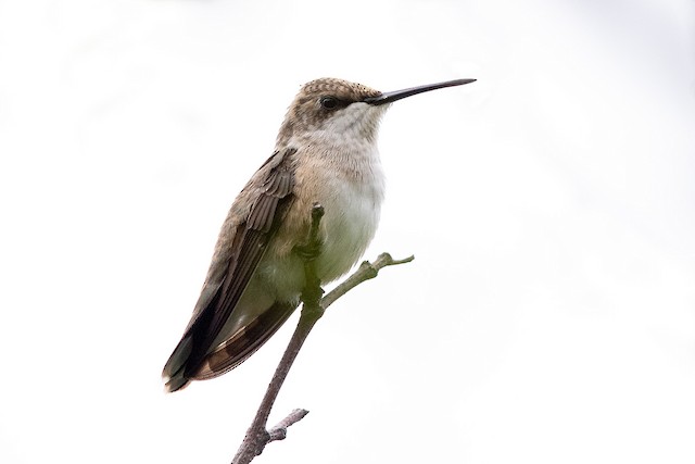 ノドアカハチドリ ノドグロハチドリ Ebird