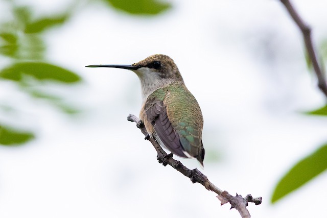 ノドアカハチドリ ノドグロハチドリ Ebird