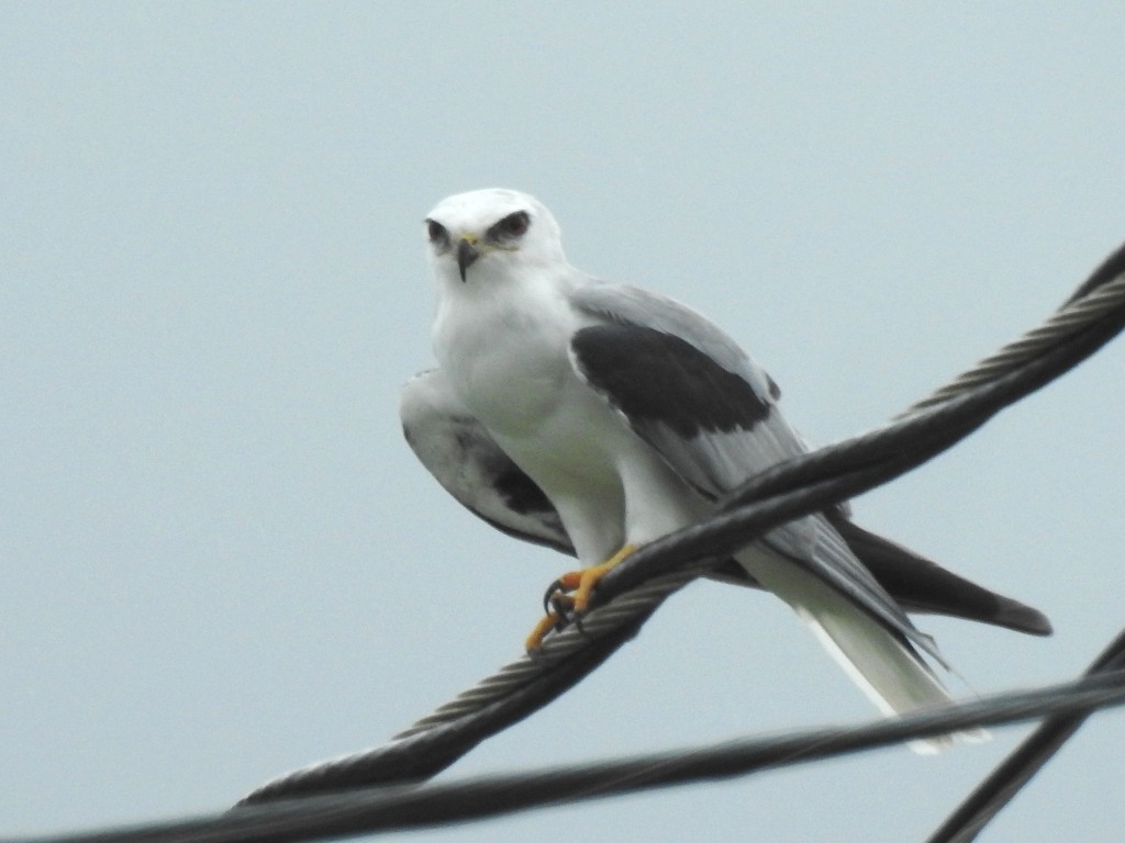 White-tailed Kite - ML260153971