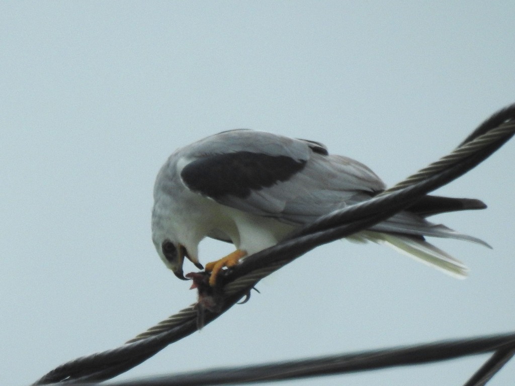 White-tailed Kite - ML260153981