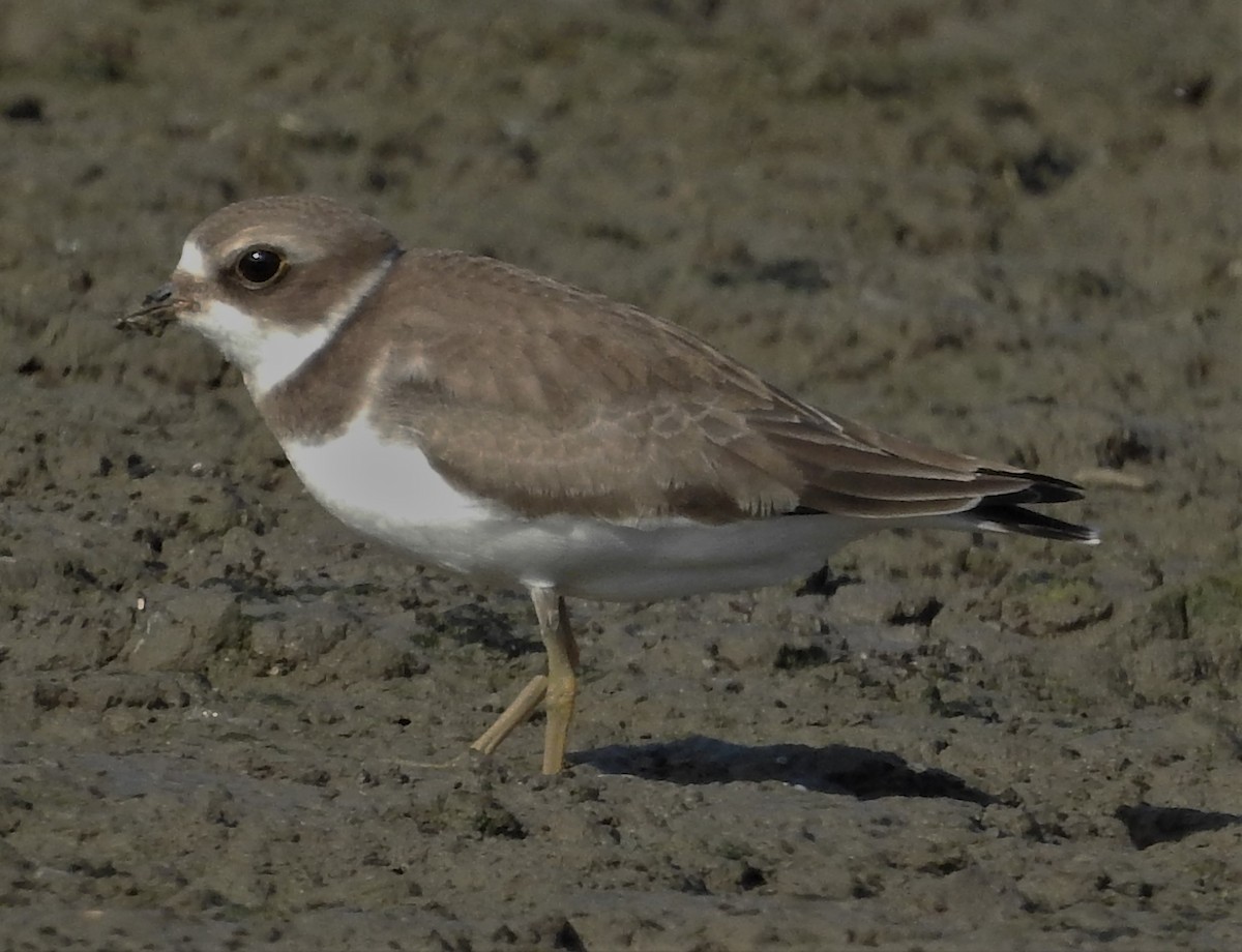 Semipalmated Plover - ML260158621