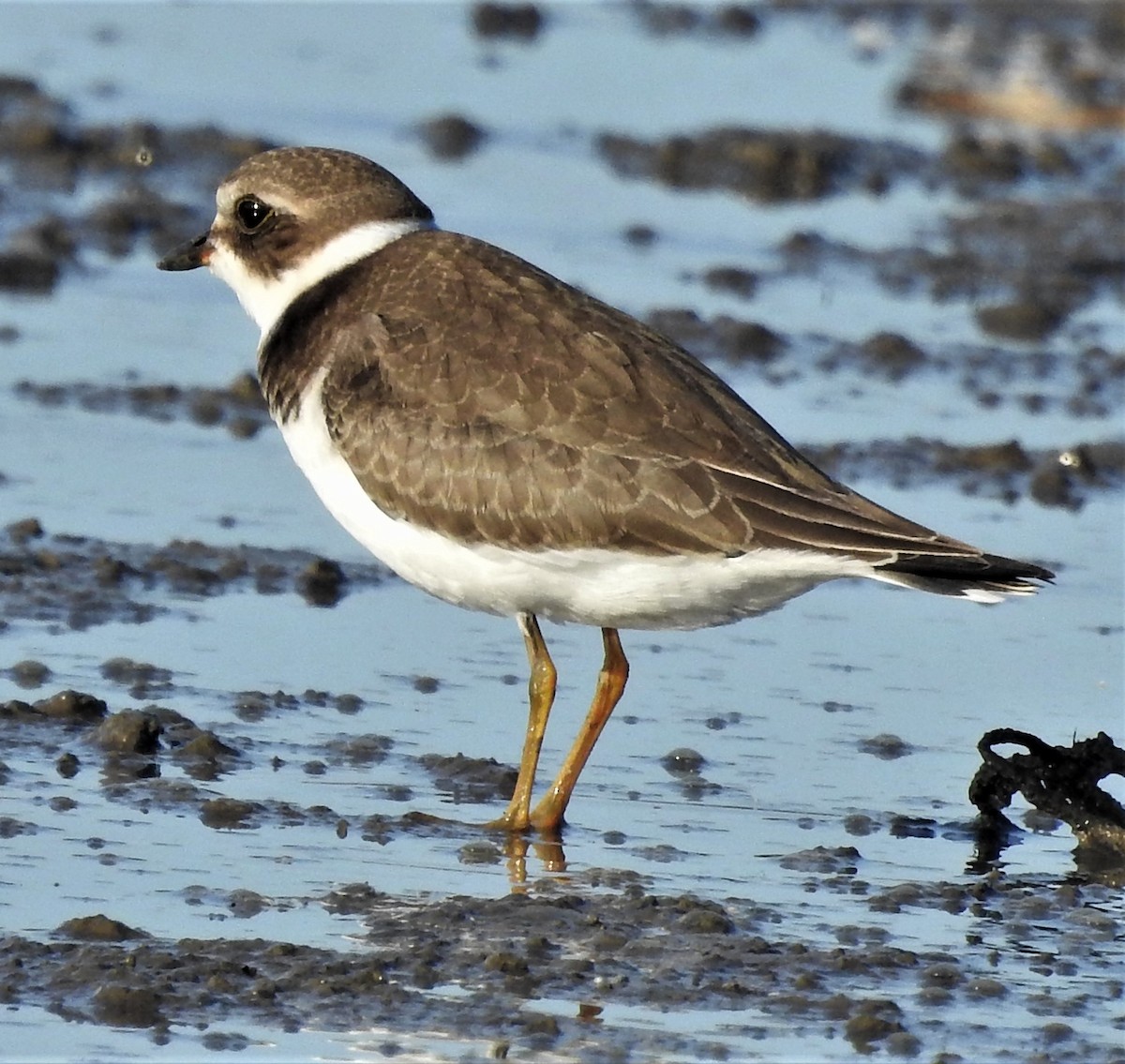 Semipalmated Plover - ML260158631