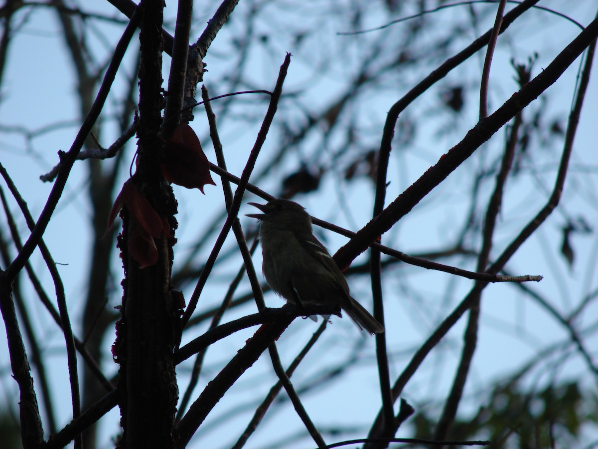 Thick-billed Vireo - ML260159181