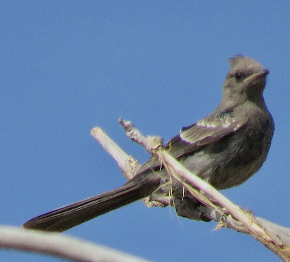 Phainopepla - Marlin and Connie Andrus
