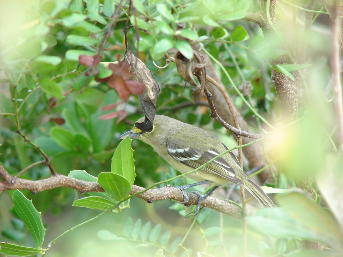 Thick-billed Vireo - ML260161771