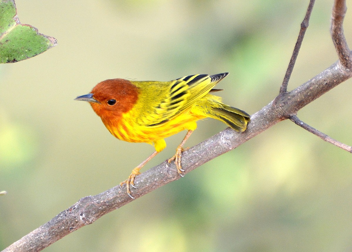 Yellow Warbler (Mangrove) - Joanie & Mark Hubinger