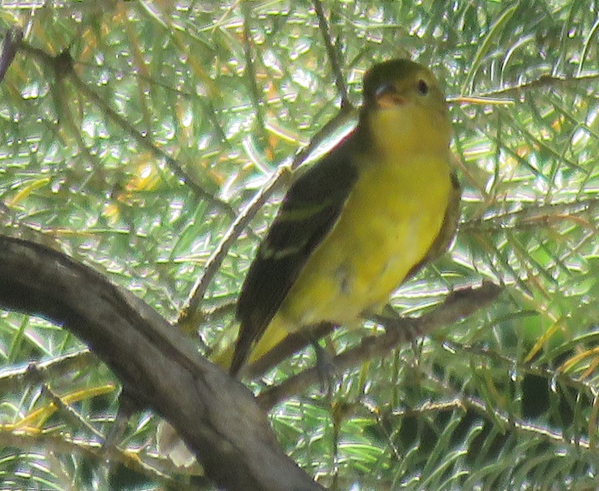 Western Tanager - ML260162161