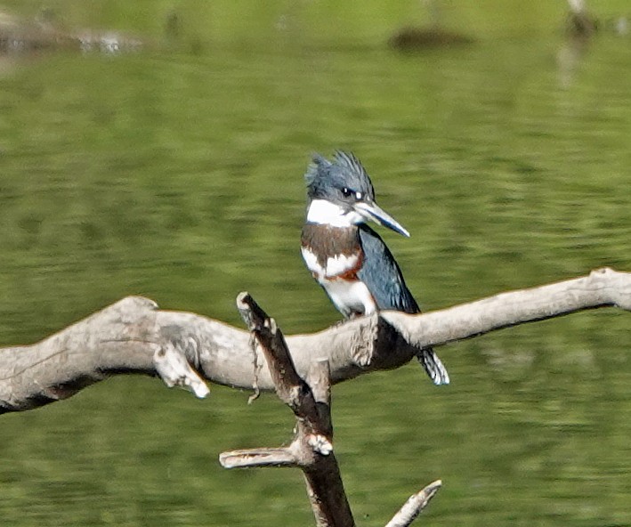 Belted Kingfisher - ML260165281