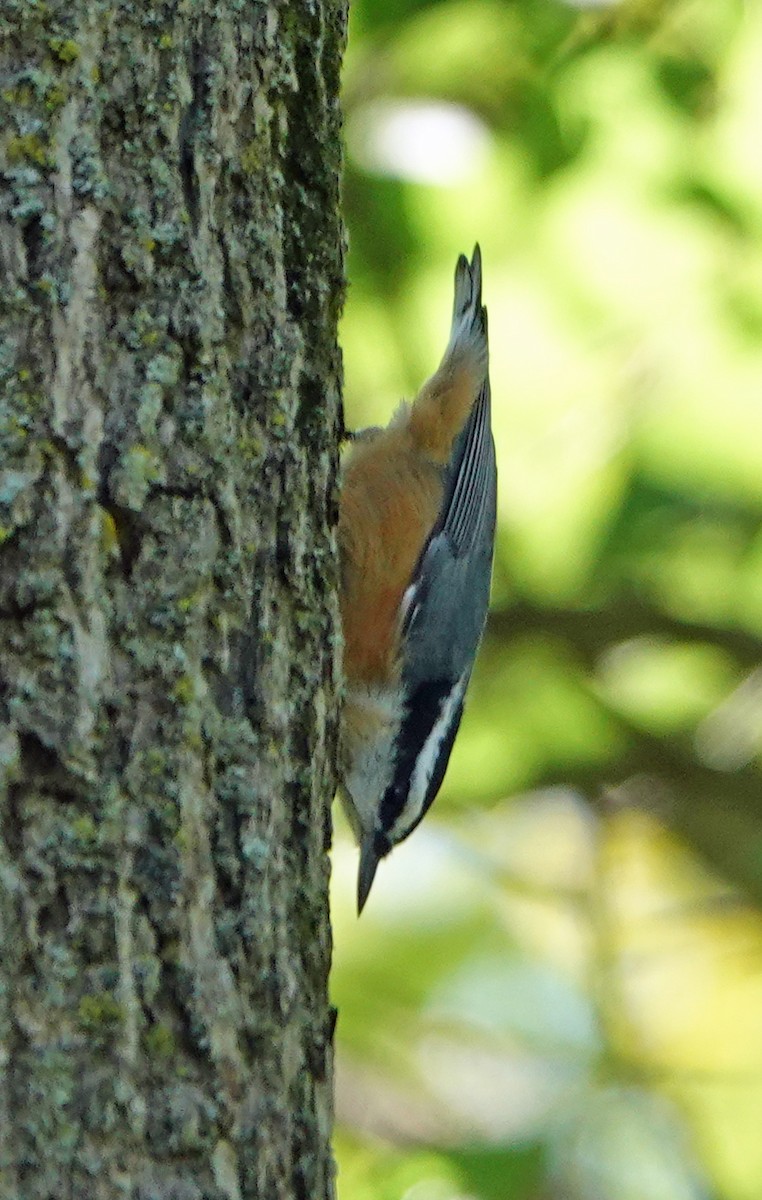 Red-breasted Nuthatch - Lin McGrew