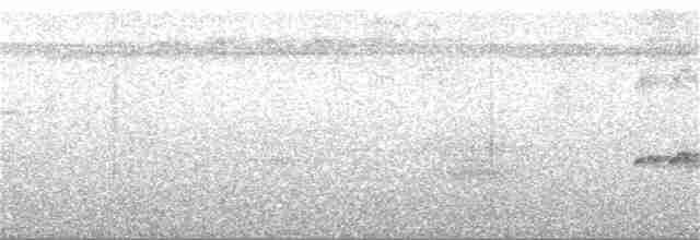 Halsband-Ameisenvogel - ML260169761