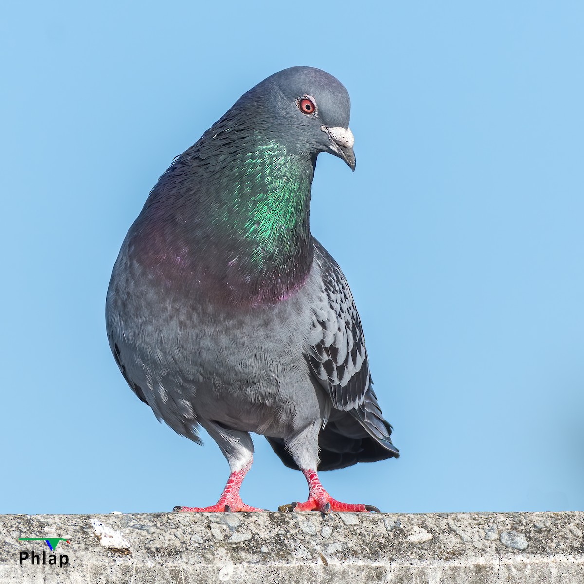 Pigeon biset (forme domestique) - ML260170661
