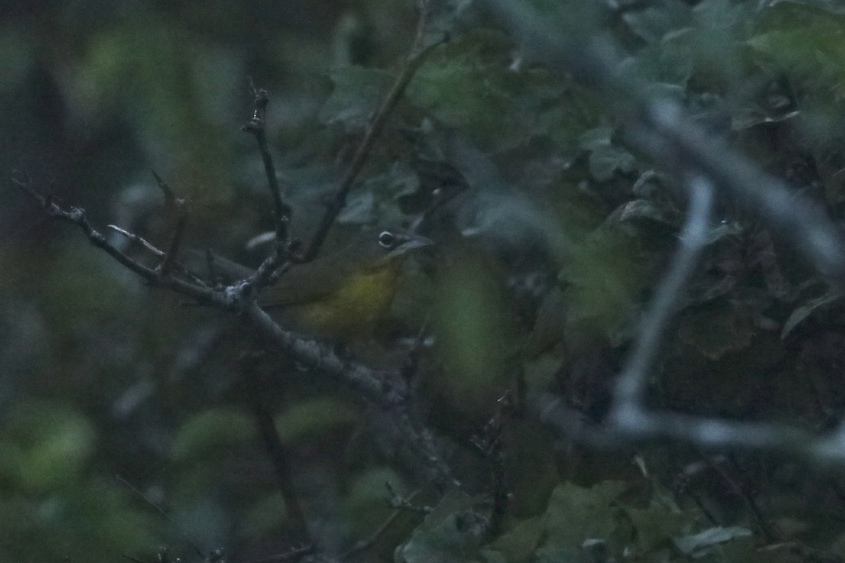 Yellow-breasted Chat - Sky Kardell