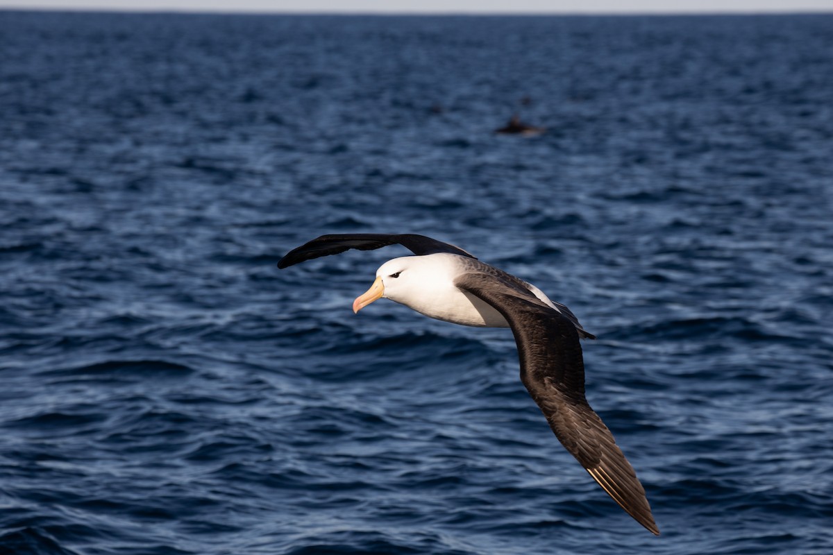 Black-browed Albatross (Black-browed) - ML260180891