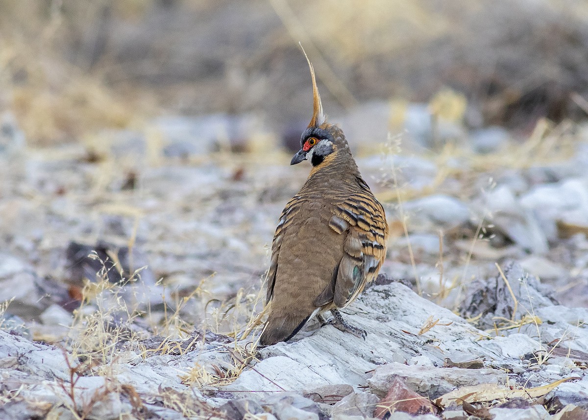 Spinifex Pigeon - ML260182051