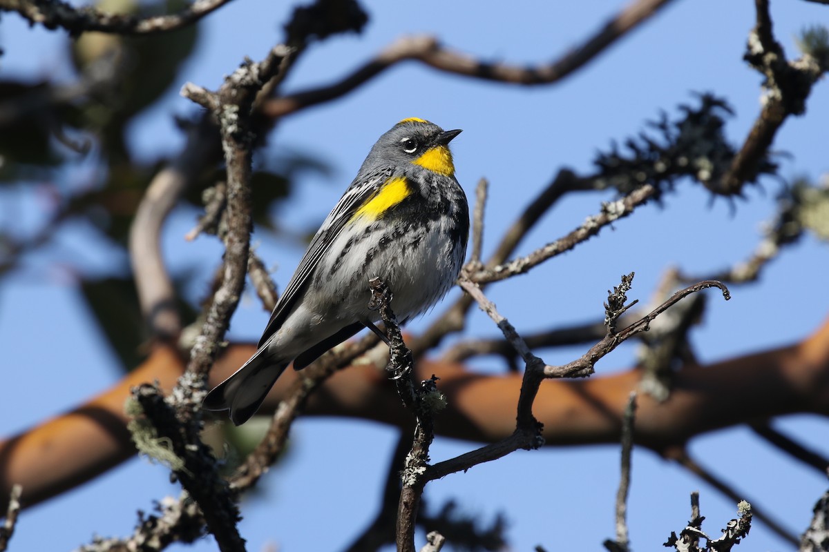 Yellow-rumped Warbler (Audubon's) - Liam Singh