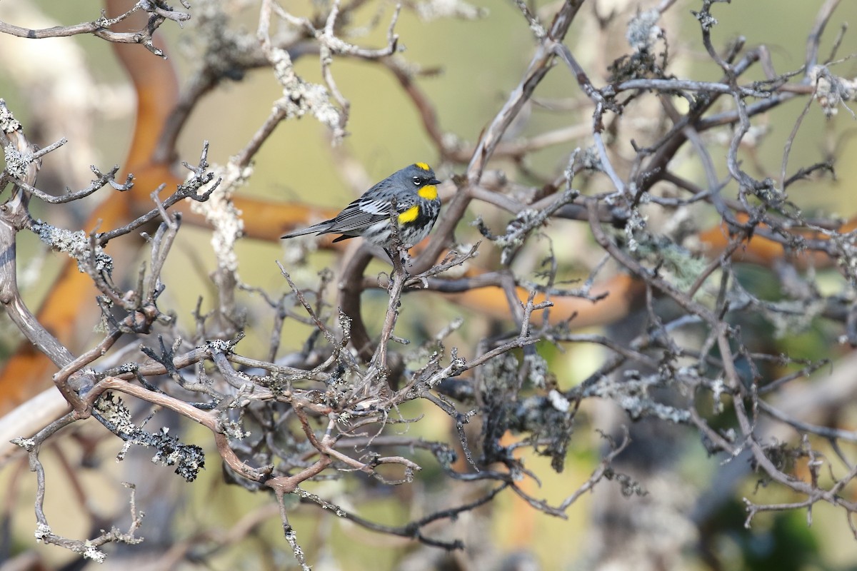 Yellow-rumped Warbler (Audubon's) - ML260183771