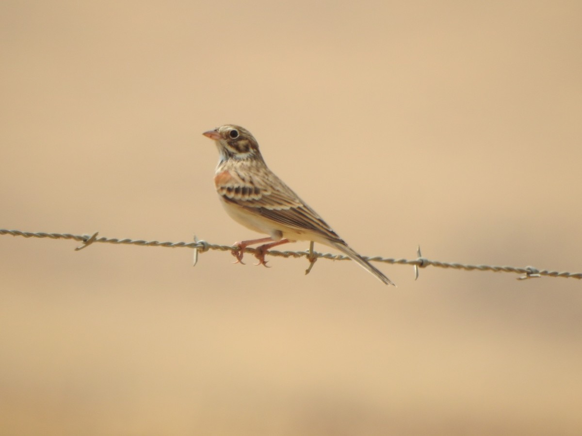 Vesper Sparrow - ML260184461