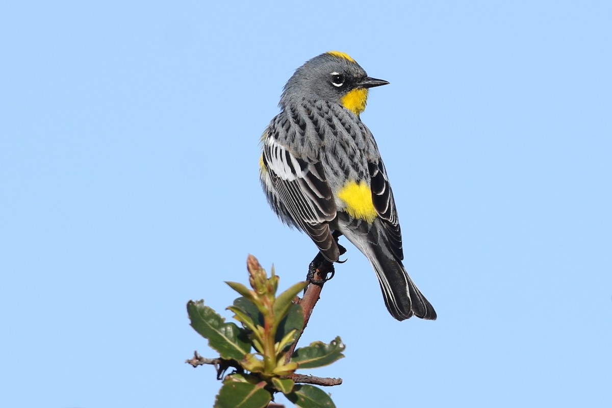 Yellow-rumped Warbler (Audubon's) - ML260184501