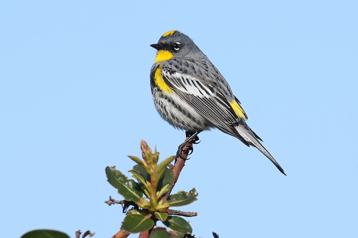 Yellow-rumped Warbler (Audubon's) - ML260184511