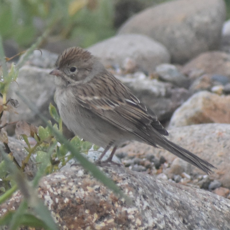 Brewer's Sparrow - Jada Fitch