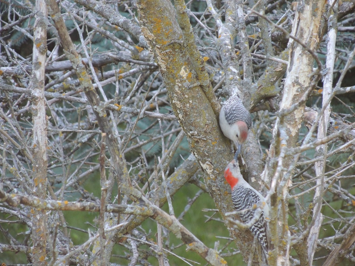 Red-bellied Woodpecker - Paul & Koni Fank