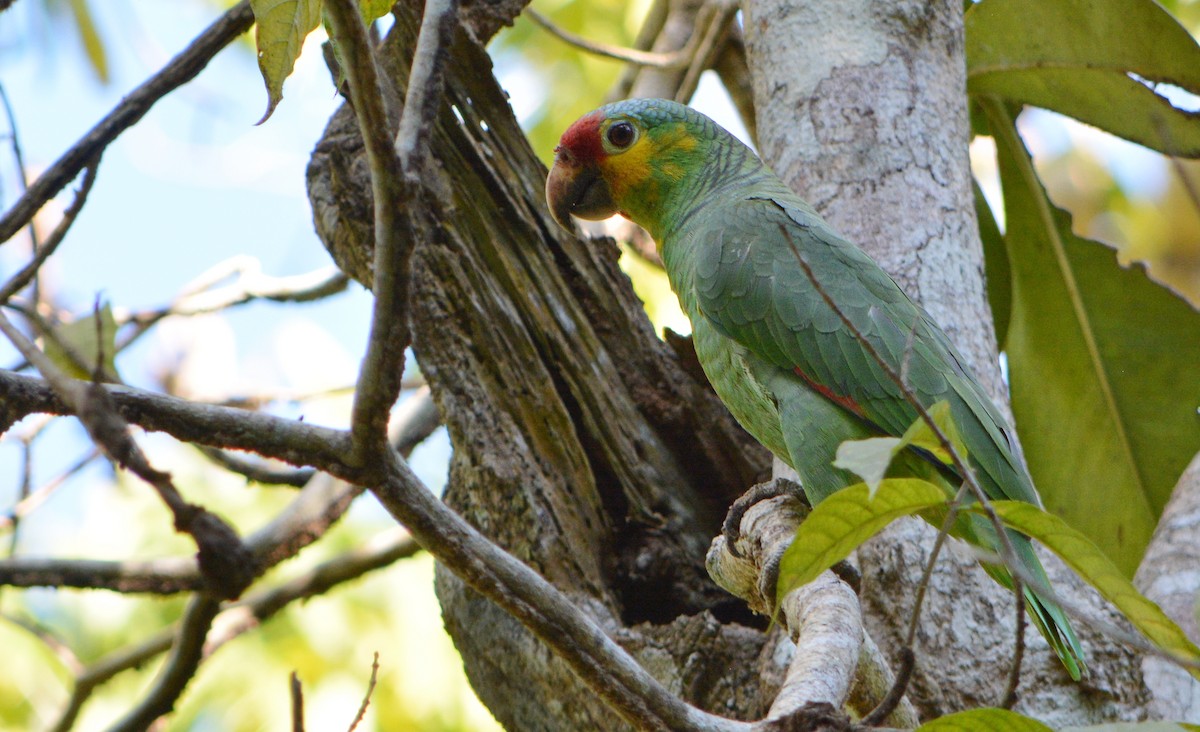Red-lored Parrot - ML260196621