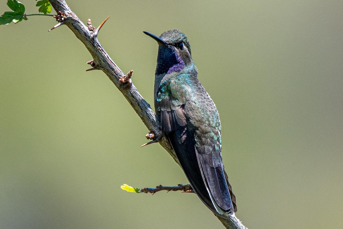 kolibřík blankytohrdlý - ML260201341