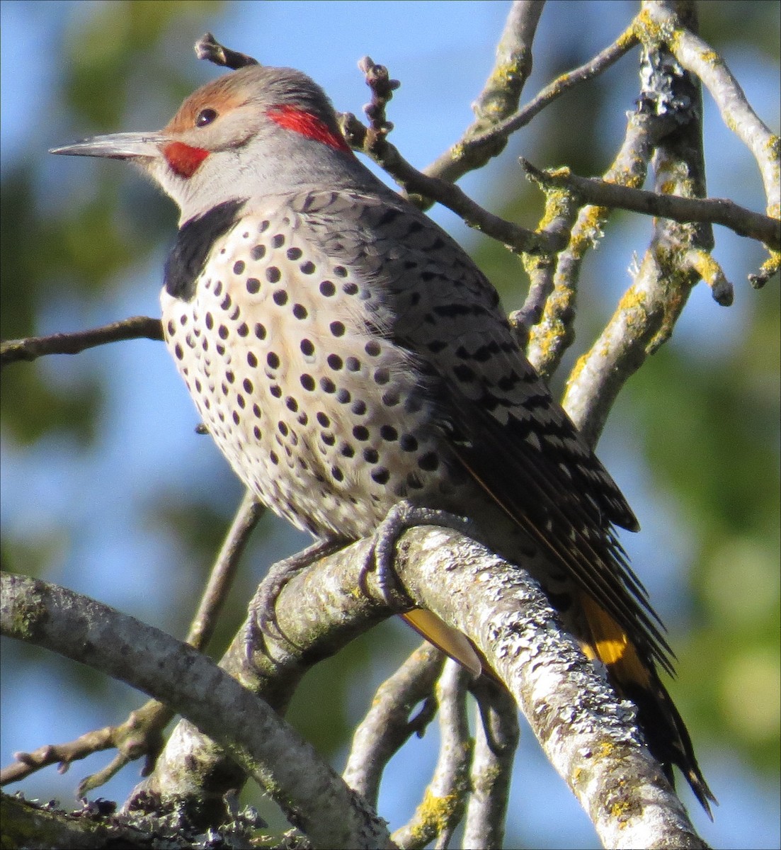 Northern Flicker (Yellow-shafted x Red-shafted) - Anonymous