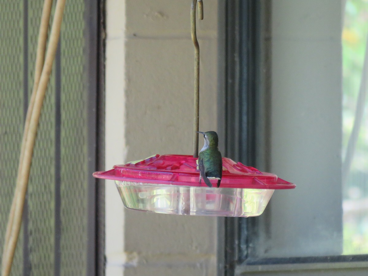 Ruby-throated Hummingbird - ML26020971
