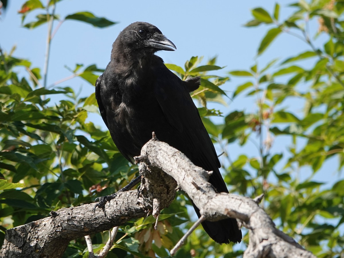 American Crow - ML260211481