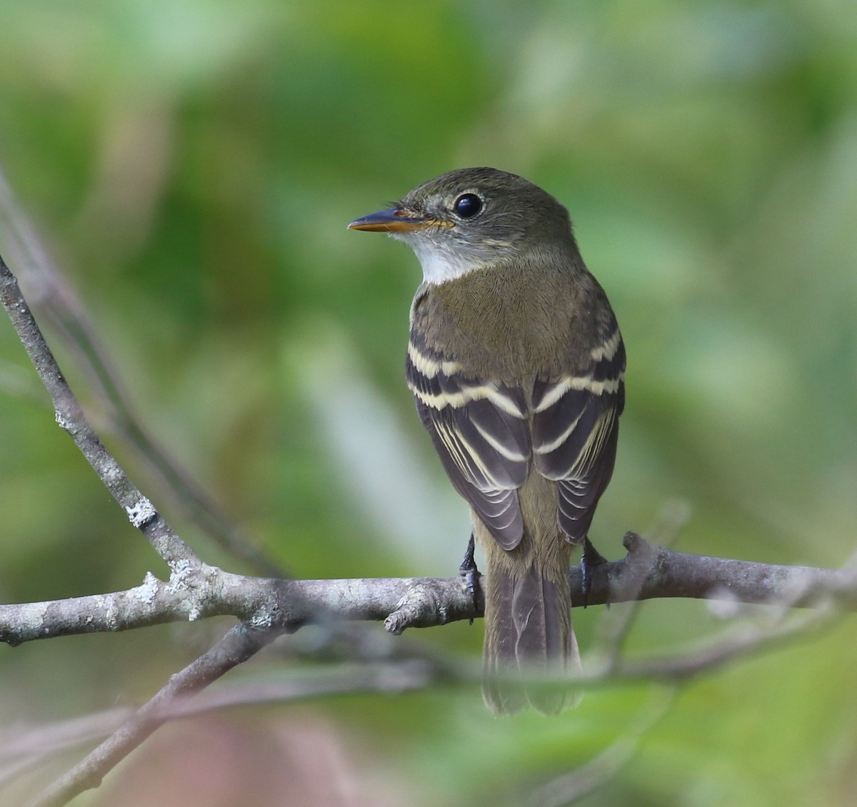 Willow Flycatcher - maggie peretto