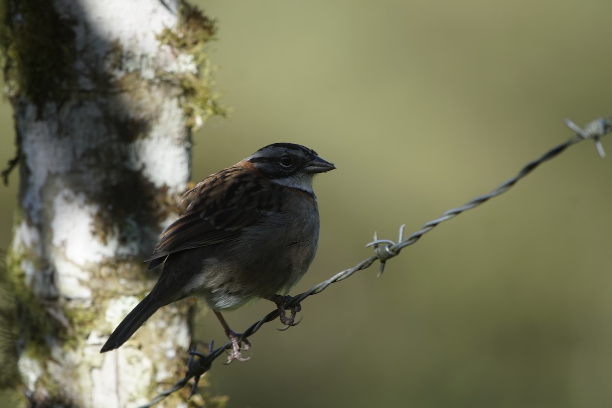 Rufous-collared Sparrow - ML260220381