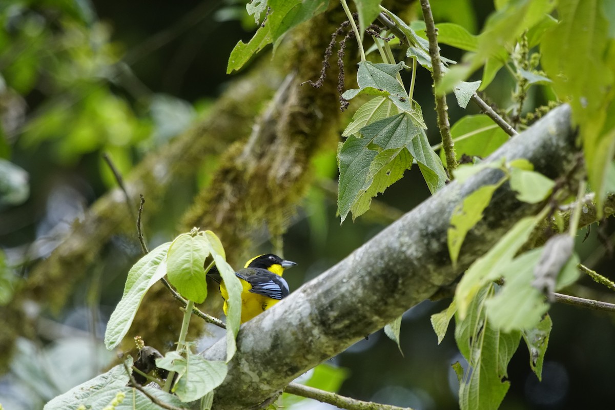 Blue-winged Mountain Tanager - Paul Aguilar