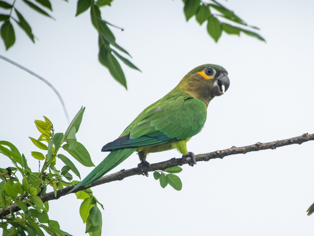 Brown-throated Parakeet - Rio Dante