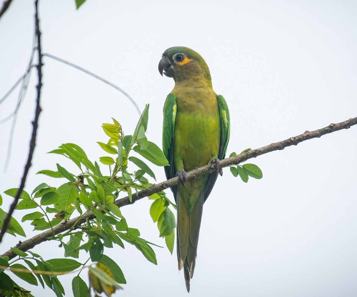 Brown-throated Parakeet - Rio Dante