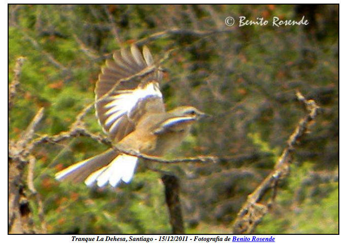 White-banded Mockingbird - Rafael Rosende