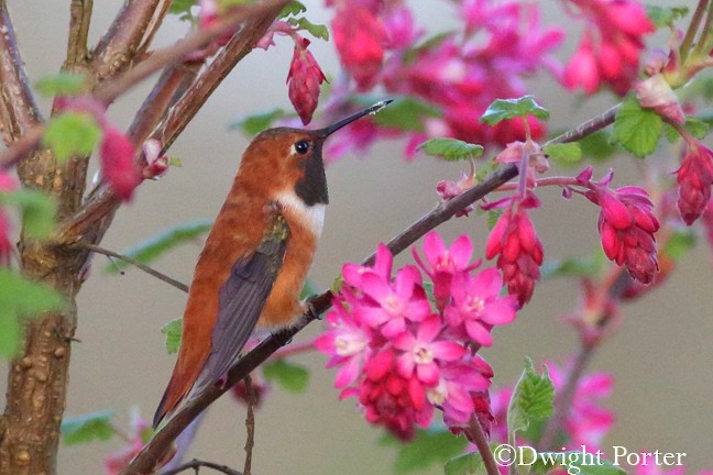 Rufous Hummingbird - Dwight Porter
