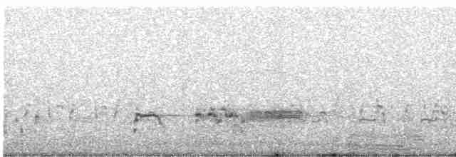 Western Grebe - ML260232621
