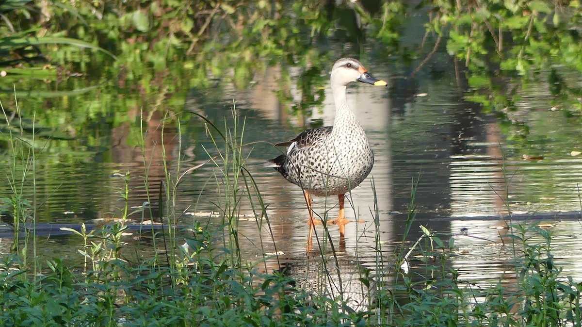 Indian Spot-billed Duck - ML260237441