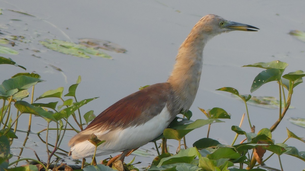 Indian Pond-Heron - ML260239421