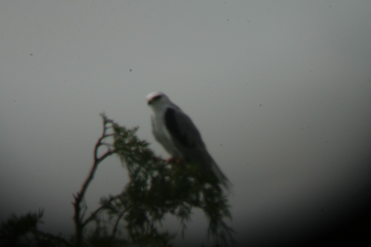 White-tailed Kite - Lin Just