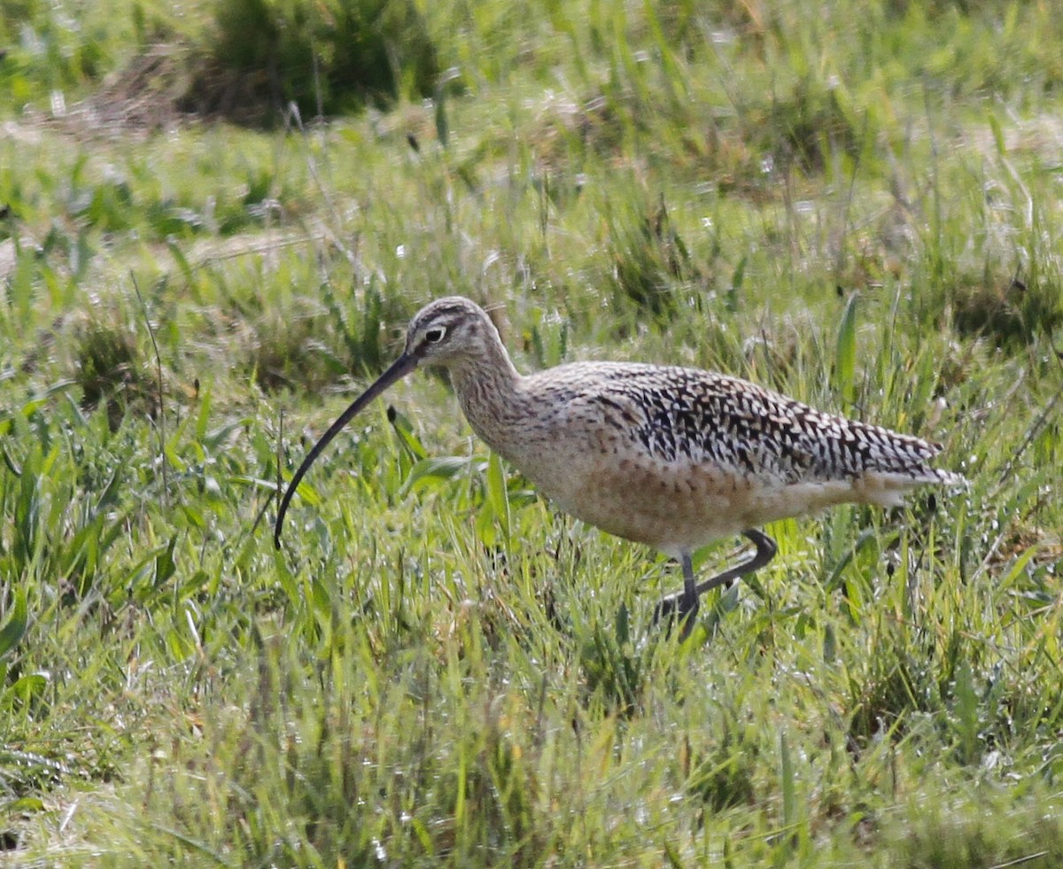 Long-billed Curlew - Roger Windemuth