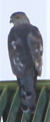 Common Hawk-Cuckoo - ML260253501