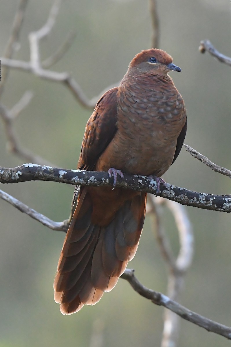 Brown Cuckoo-Dove - ML260255271