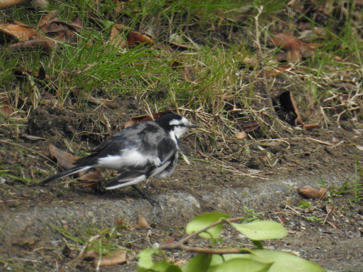 White Wagtail (Black-backed) - ML260257711