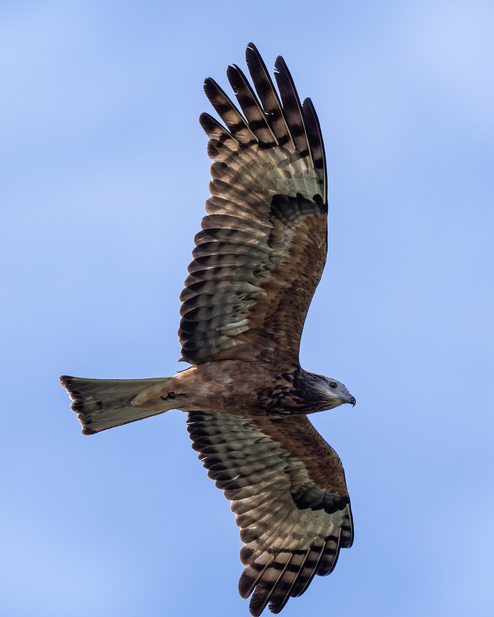 Square-tailed Kite - ML260261511
