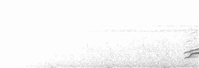 White-necked Thrush - ML260263061