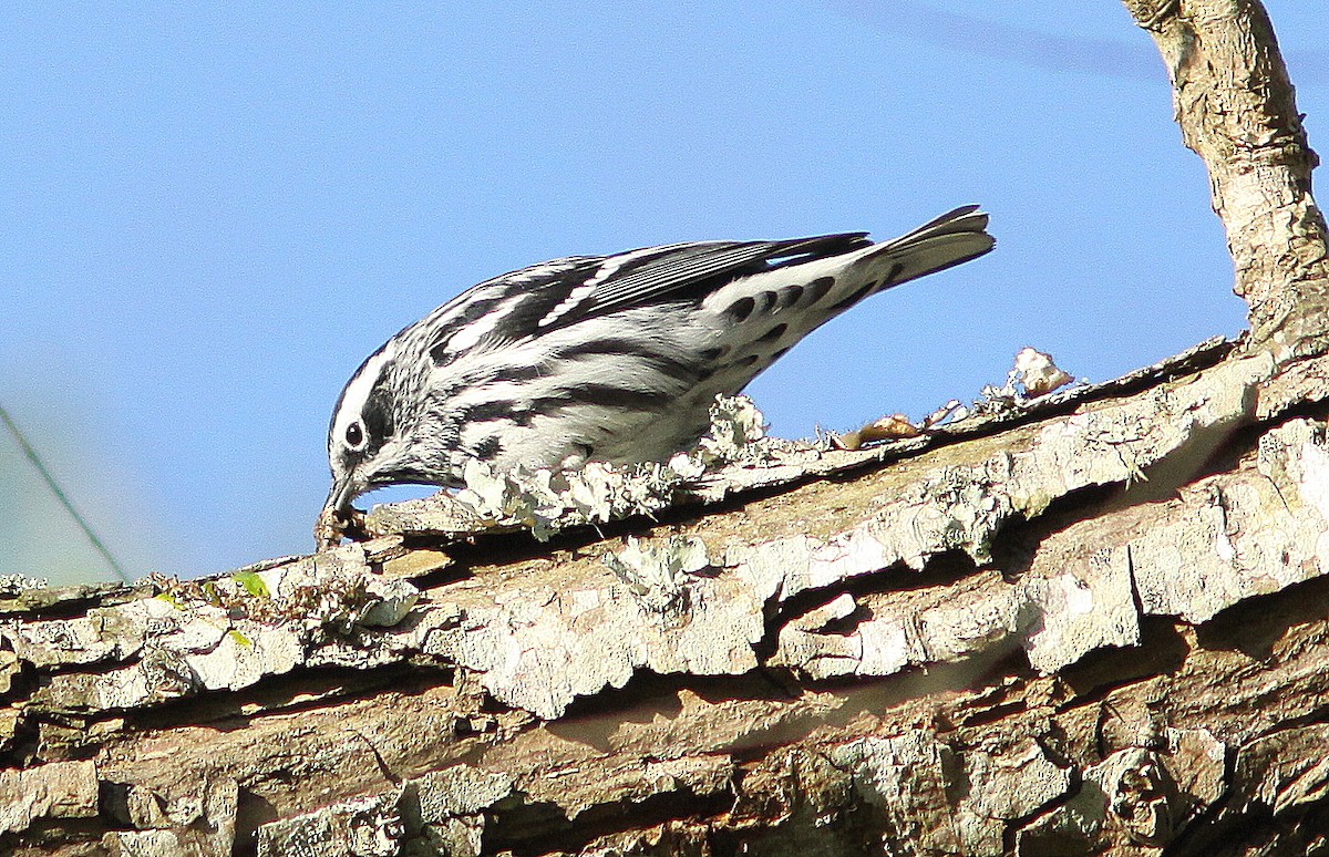 Black-and-white Warbler - ML26027311