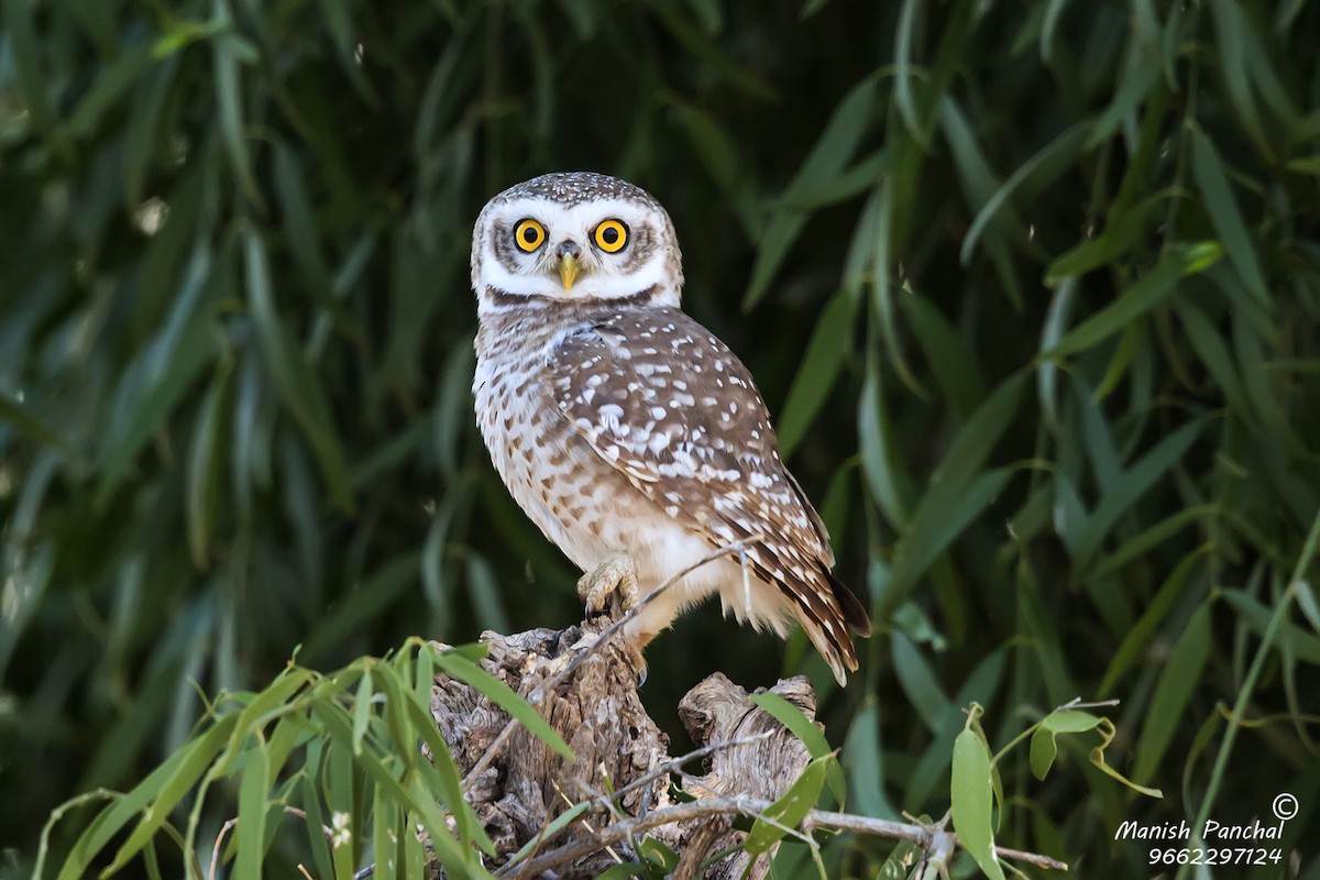 Spotted Owlet - Manish Panchal