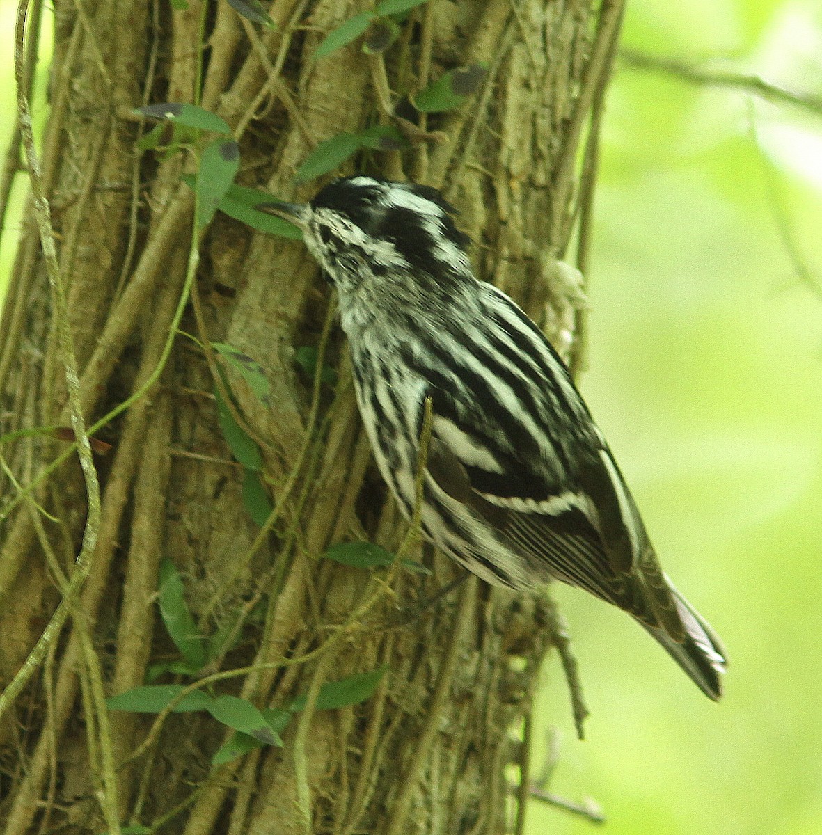 Black-and-white Warbler - ML26027461